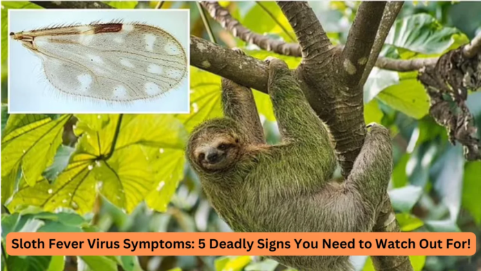 sloth fever virus symptoms